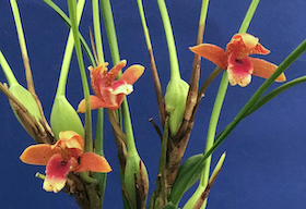 Maxillaria sanguinea